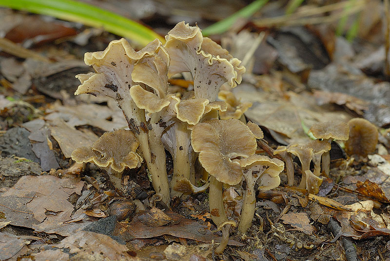Pseudocraterellus undulatus